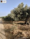 Timpaki Klima Kreta Timbaki außergewöhnliches Baugrundstück Meer- und Bergblick Grundstück kaufen